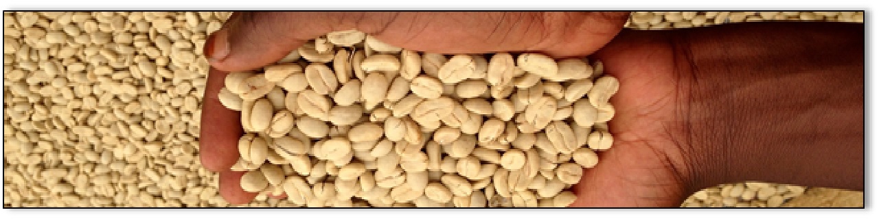 Village Coffee Processing